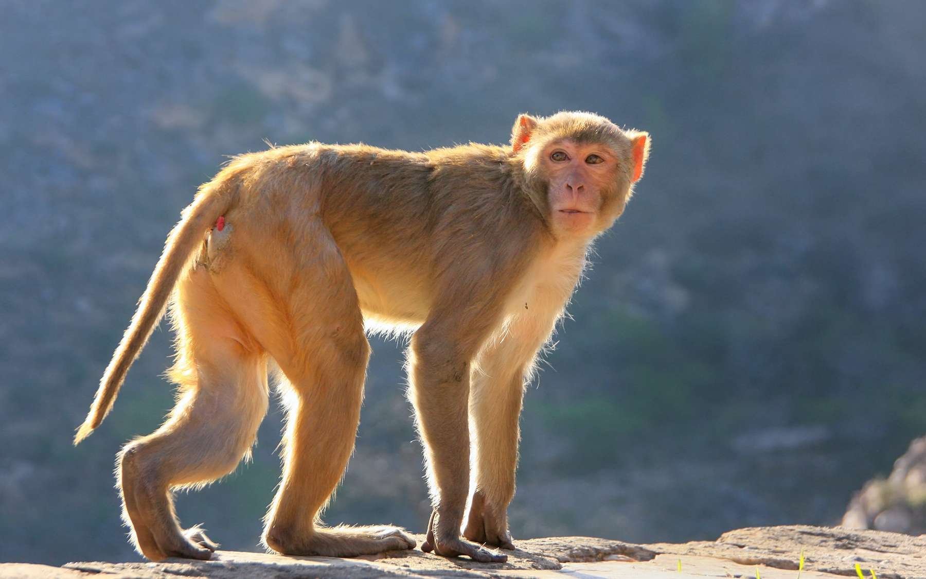 Un très rare cas de décès dû à un virus de macaque en Chine