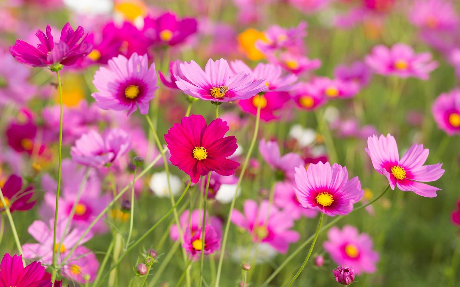 Cosmos bipinnatus, de grandes fleurs hautes en couleur. © littlestocker, Adobe Stock