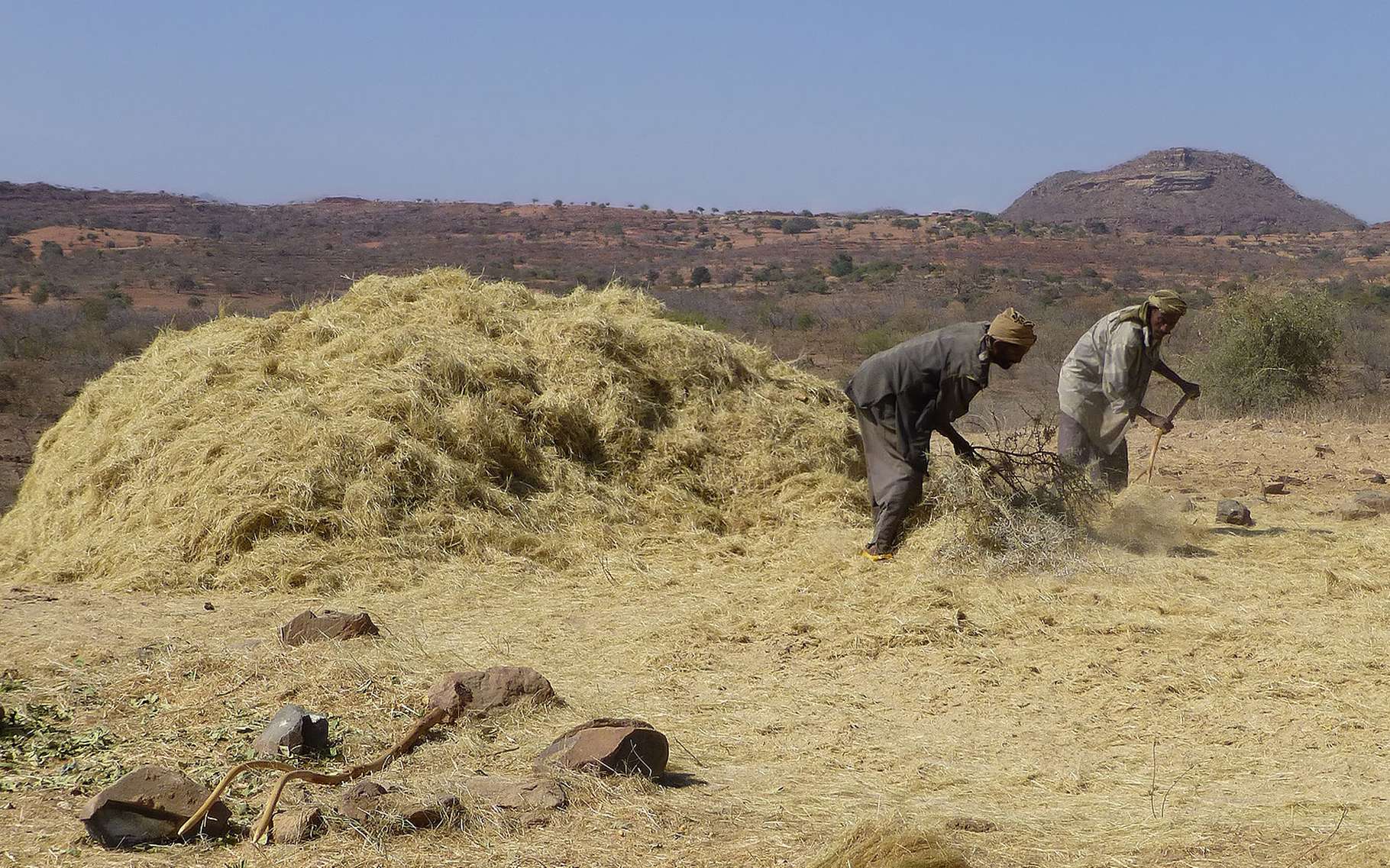 Le teff, un millet à très petits grains Dossier