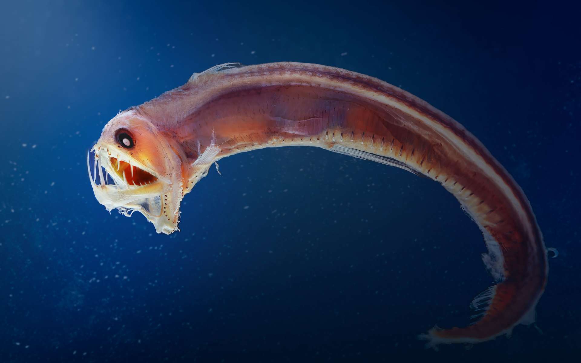 Vous n’avez jamais vu ça : les abysses dévoilent enfin leurs créatures aux pouvoirs surnaturels !
