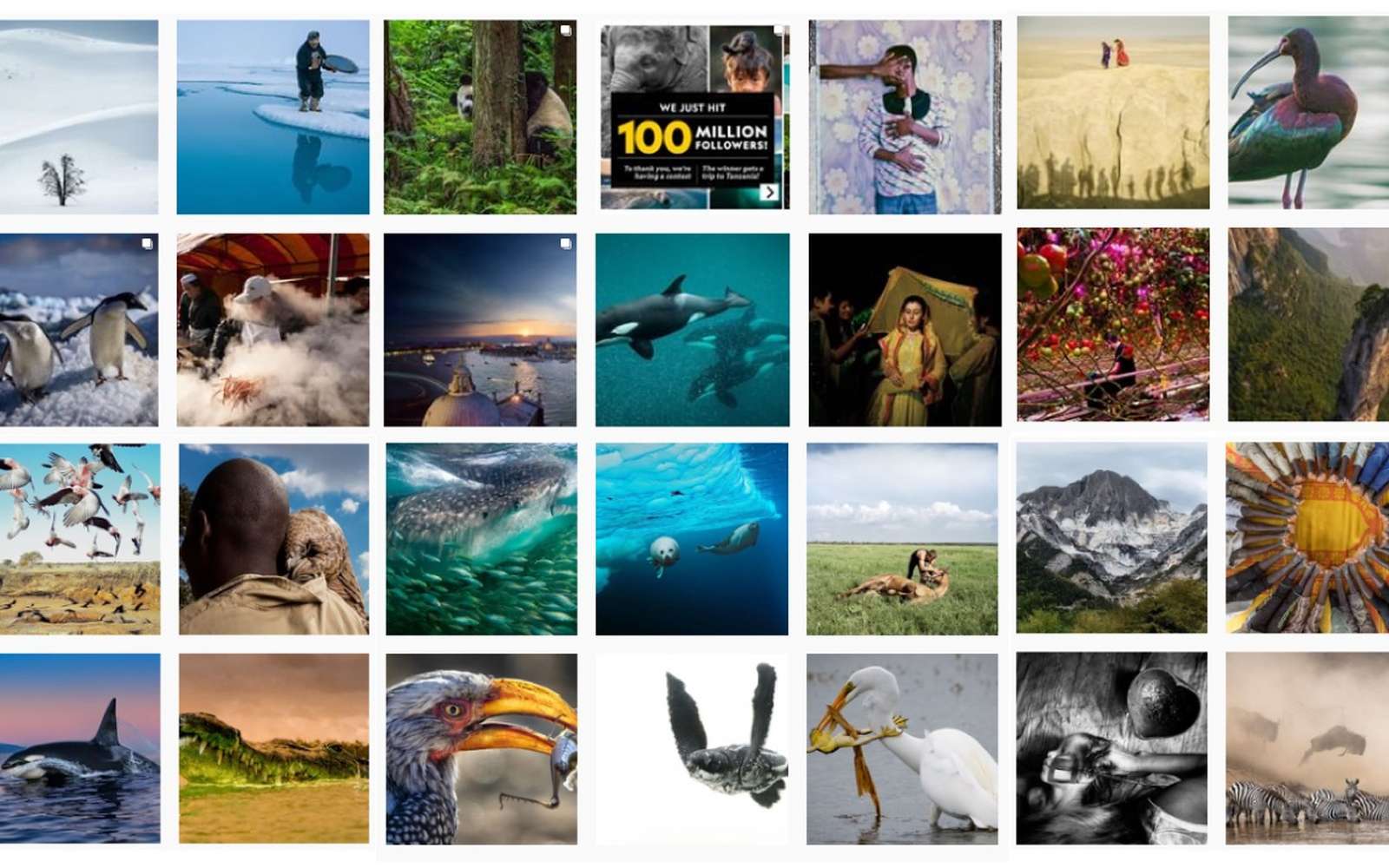 Le National Geographic a fêté ses 100 millions de followers avec un grand concours photo. © National Geographic, Instagram