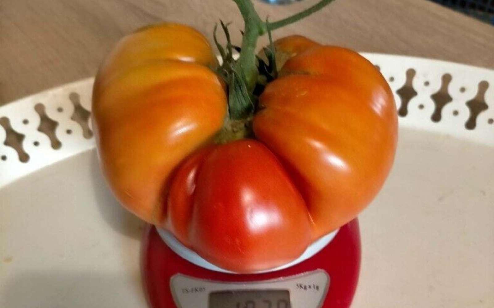 Une tomate record pousse dans un jardin breton : découvrez cette incroyable récolte