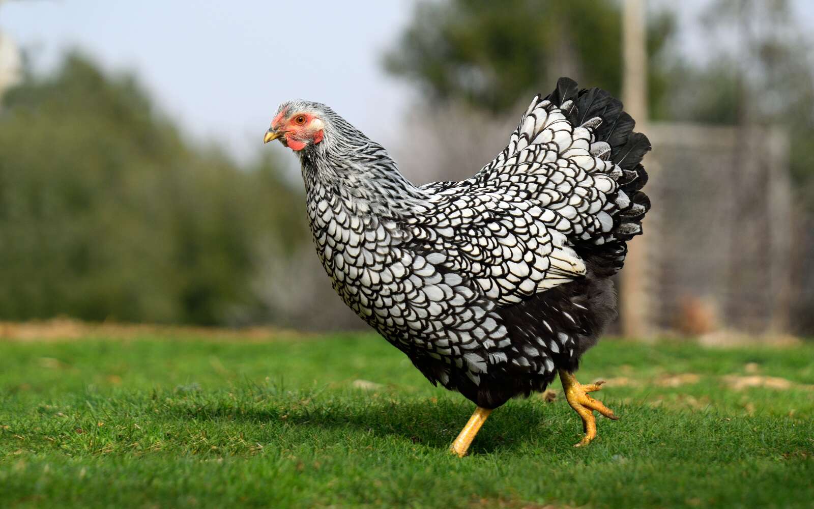 Secret de jardinier - Les races de poules les plus tendances du moment !