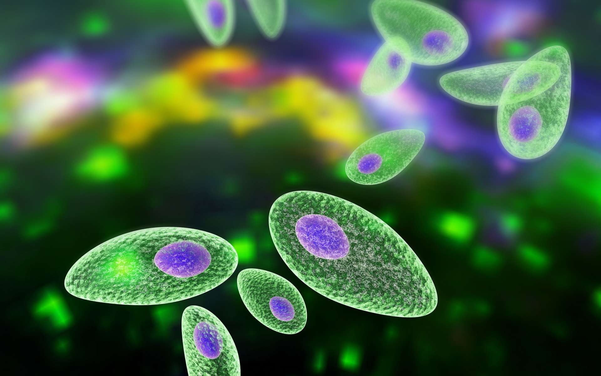 Toxoplasma gondii est un protozoaire parasite intra-cellulaire strict. © Kateryna_Kon, Adobe Stock