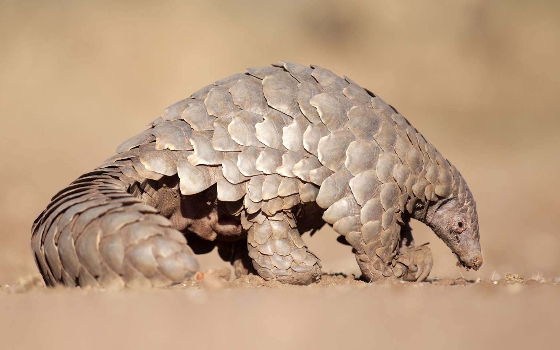 Brève | De Rares Images De Pangolins Géants En Afrique