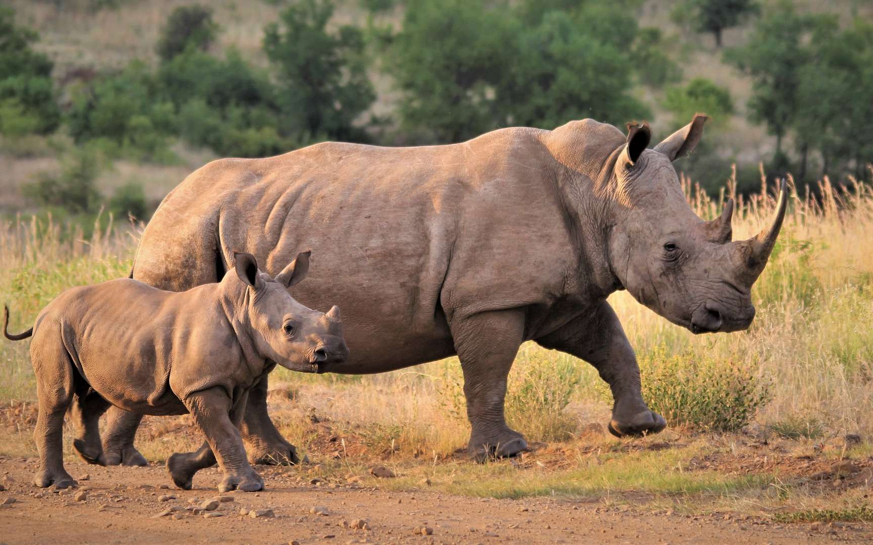 Rhinocéros blanc et son petit. © Nel Botha NZ, Pixabay, DP