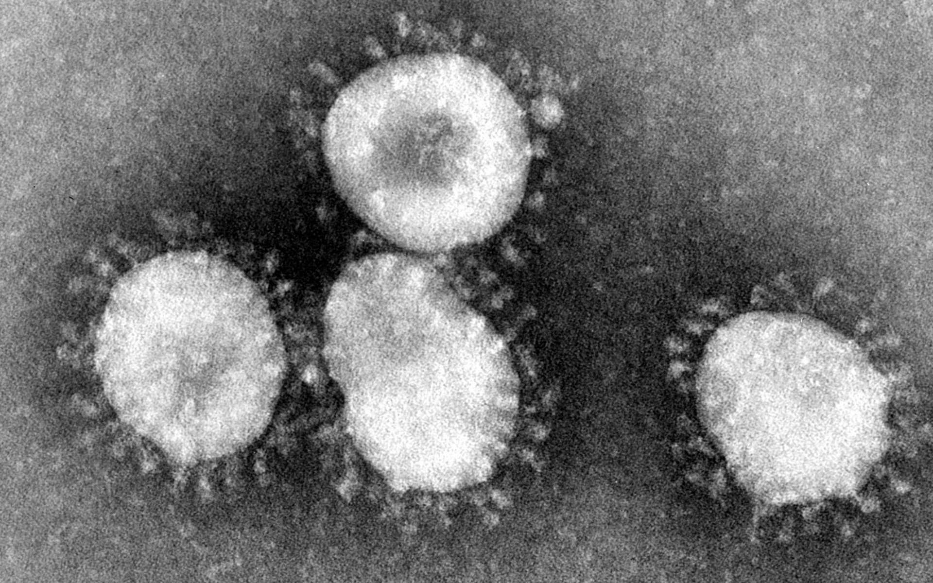 Le mystérieux virus responsable de la pneumonie en Chine a été identifié