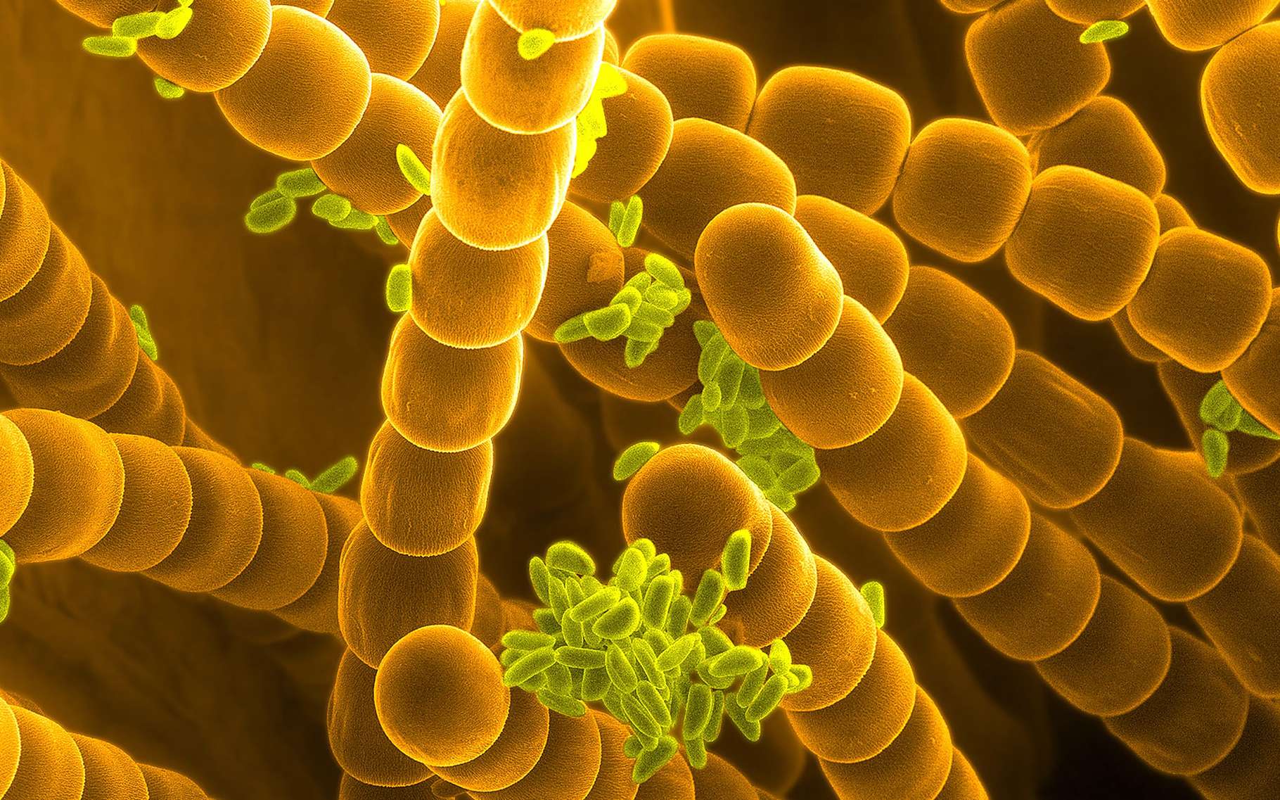 Anatomie Vegetale Au Microscope Dossier