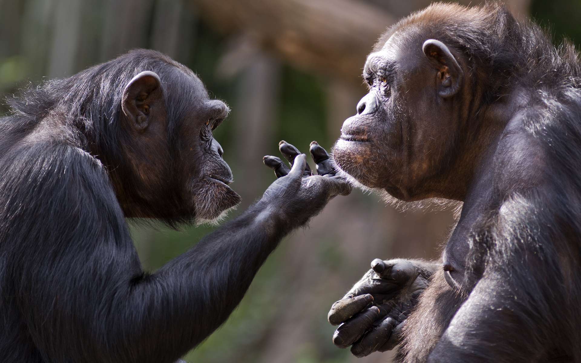 L’analyse des vocalisations des singes permet de déceler les prémices de l’émergence de la communication grâce à un répertoire de sons et de faire de nouvelles hypothèses. © Patrick Rolands, Adobe Stock