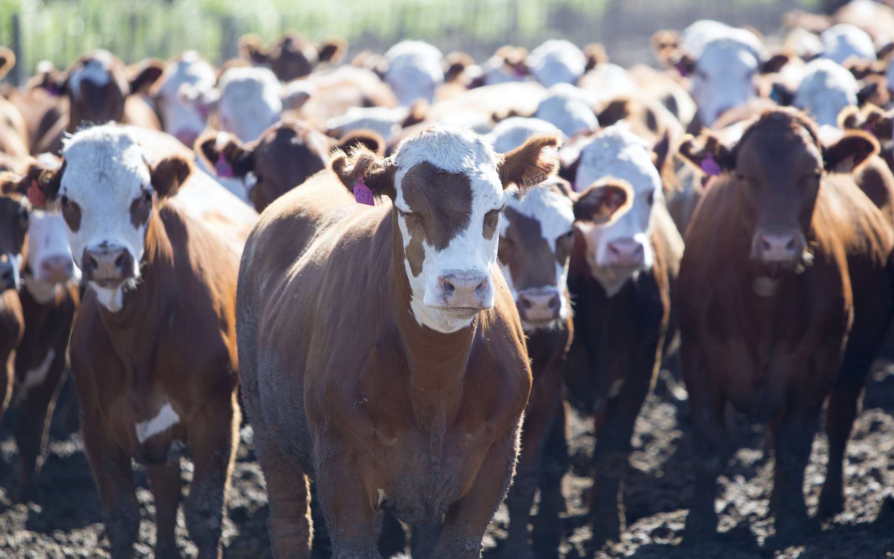 L’élevage intensif – ici de vaches en Uruguay – est l’un des responsables du réchauffement climatique que nous vivons actuellement. © piccaya, Adobe Stock