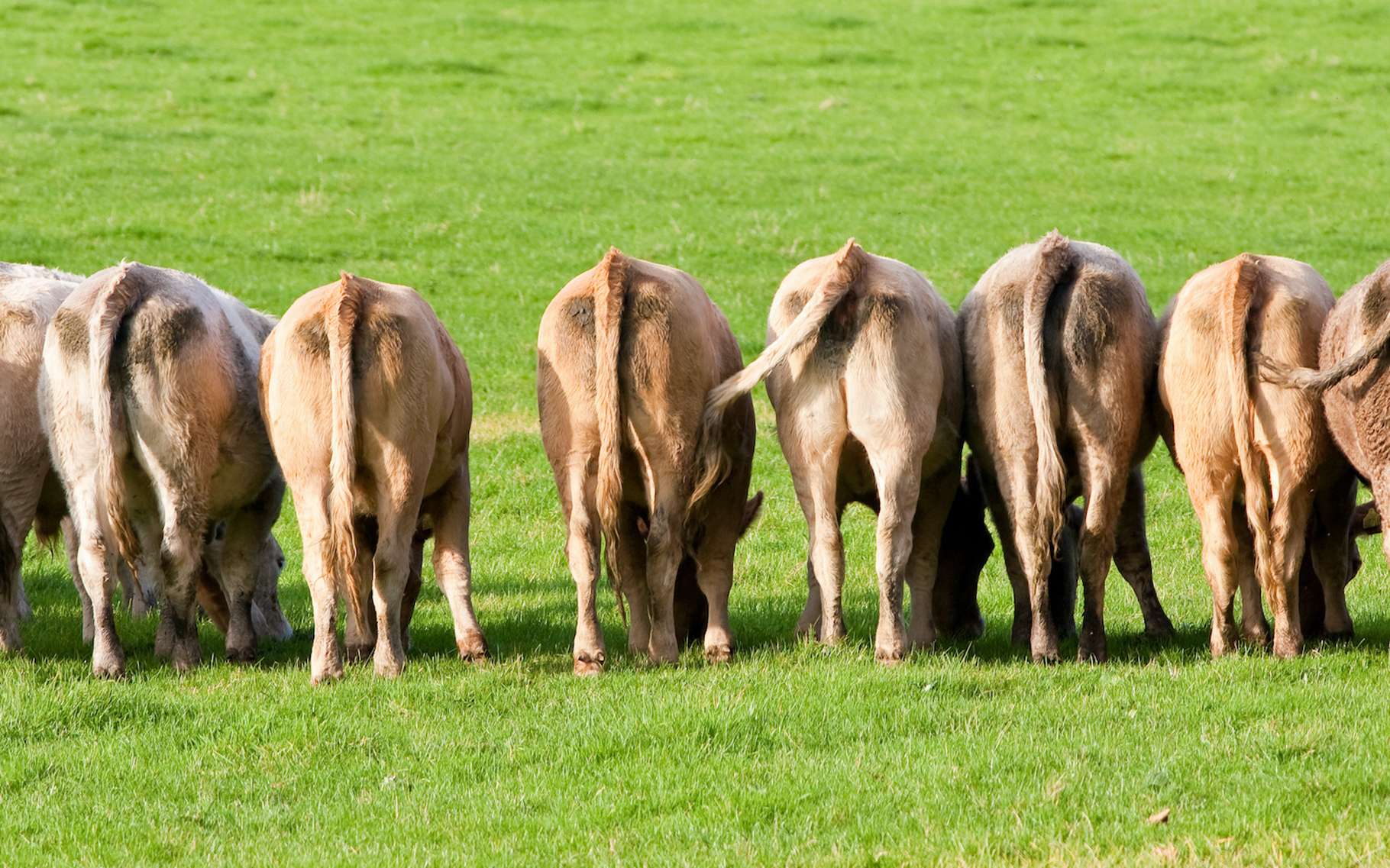 La (sur)consommation de viande, mauvaise pour le climat