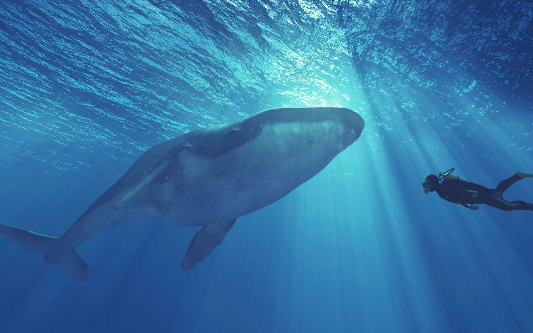 Baleines et dauphins : un risque d'extinction « réel et imminent », alertent les chercheurs