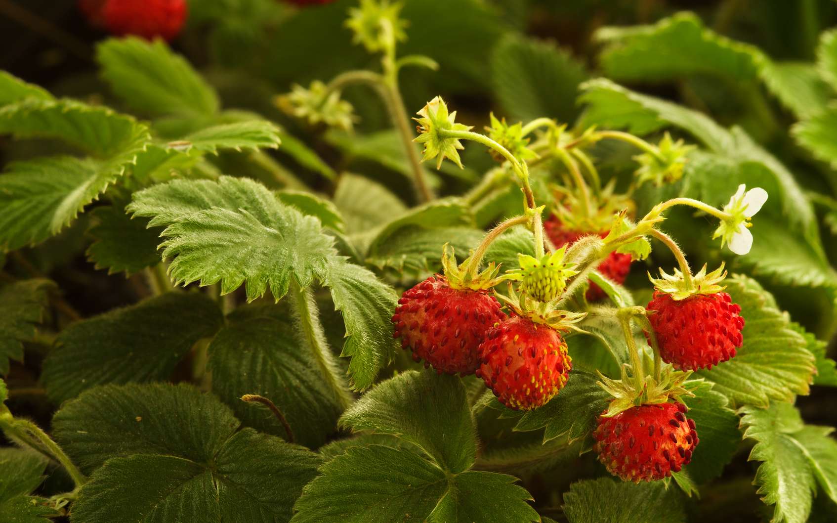 Le fraisier des bois est utilisé contre les troubles intestinaux. © Armando Frazão, fotolia