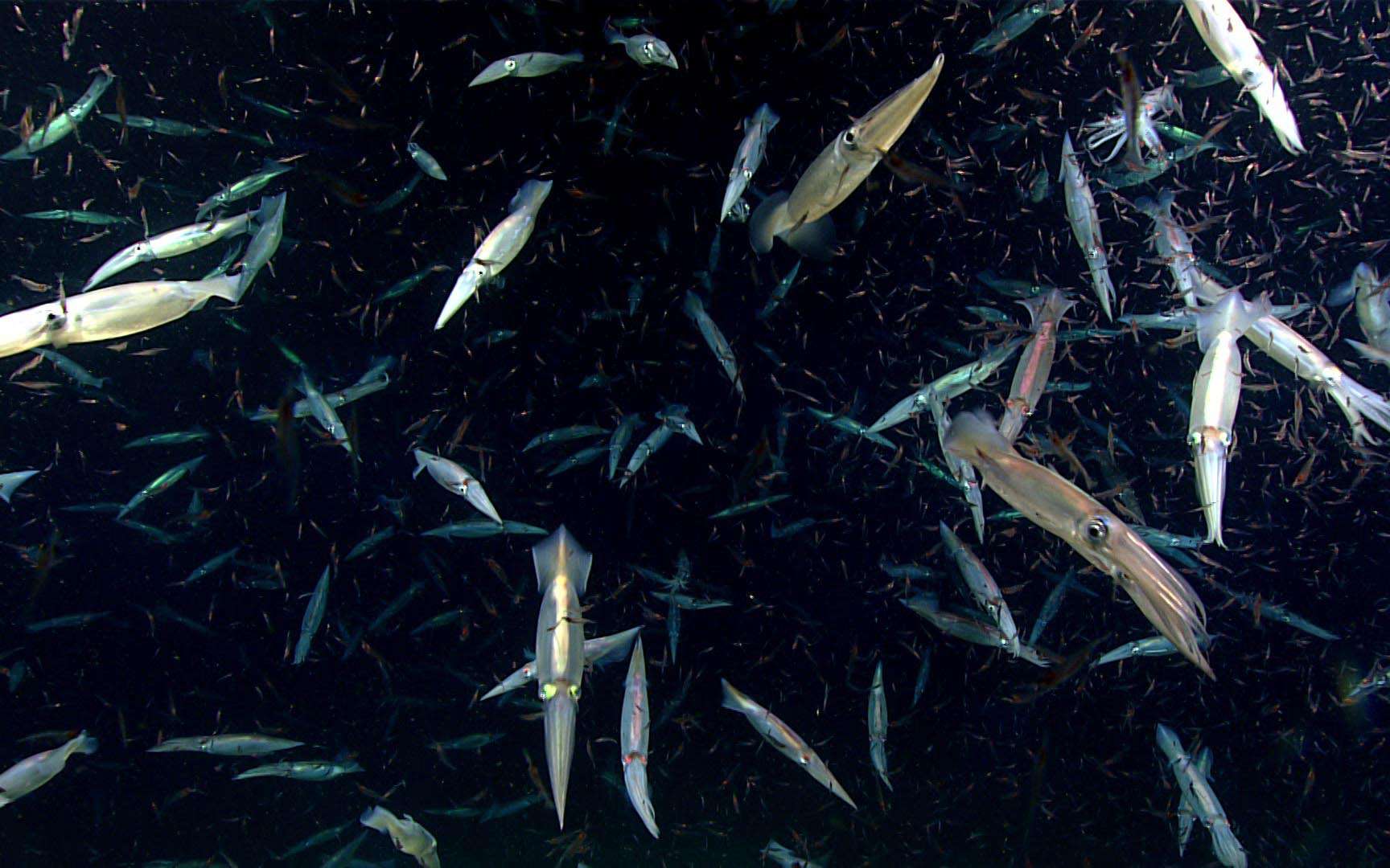 En vidéo : le banquet d'une foule de calmars cannibales