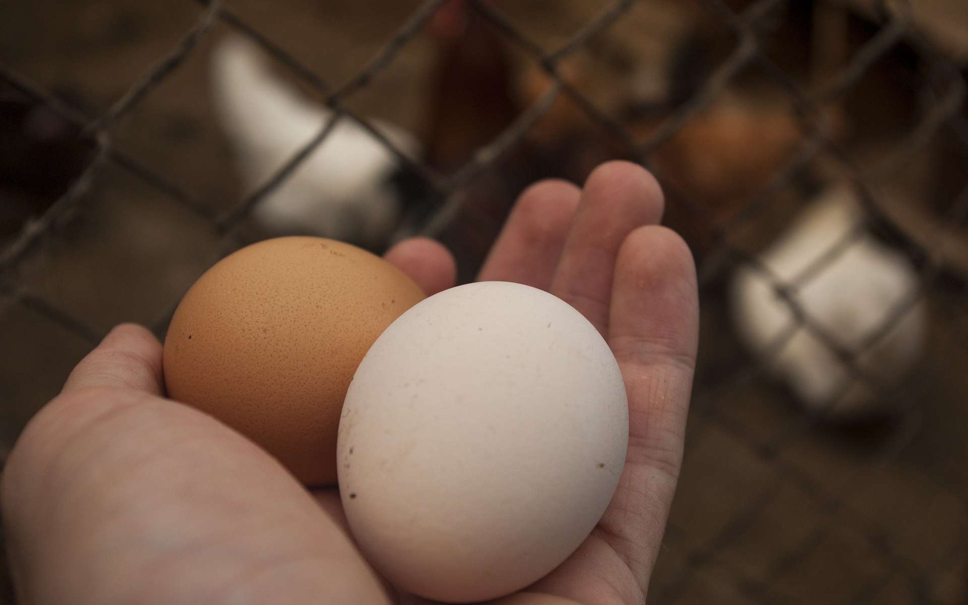 Les oeufs de vos poules sont trop pollués pour être consommés en Ile-de-France