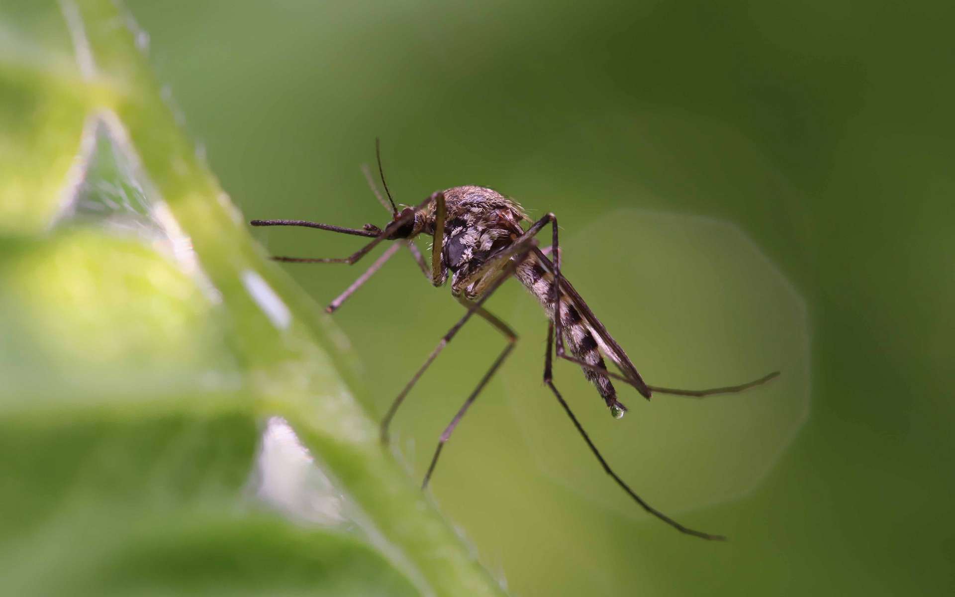 Des scientifiques ont peut-être trouvé la solution pour se débarrasser des moustiques vecteurs de maladies