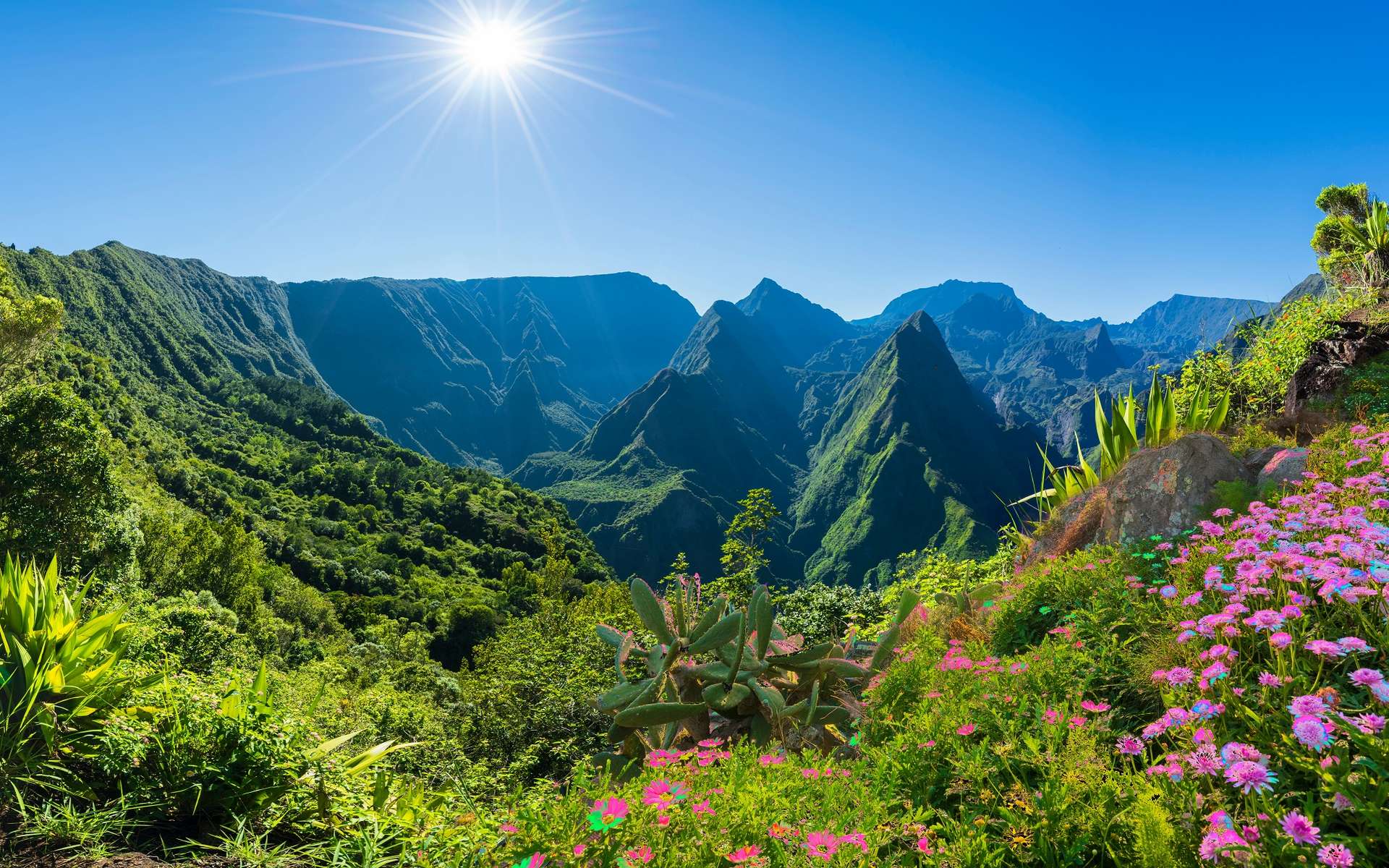 La Réunion est en train de perdre toute sa vie végétale unique au monde !