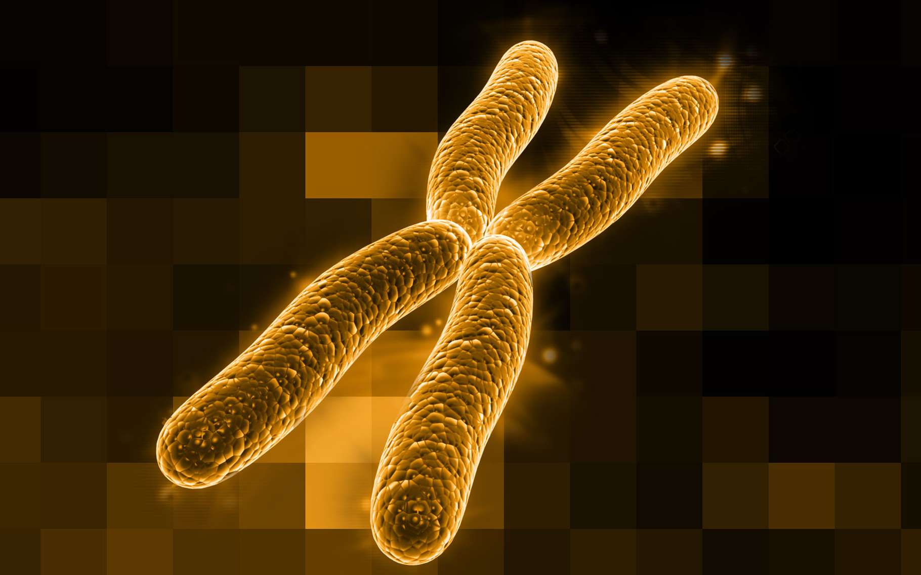 Вторая х хромосома. Хромосома. Х И У хромосомы. Изображение хромосомы. Хромосомы картинки.