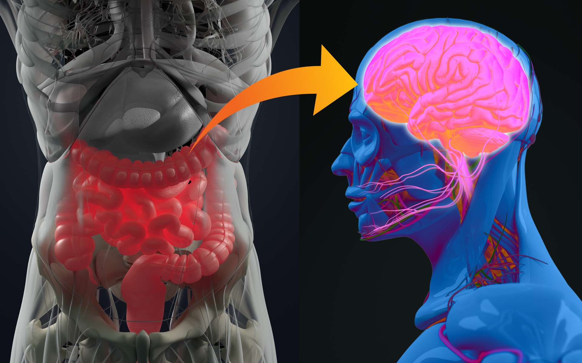 Quand l'intestin parle, le cerveau exécute