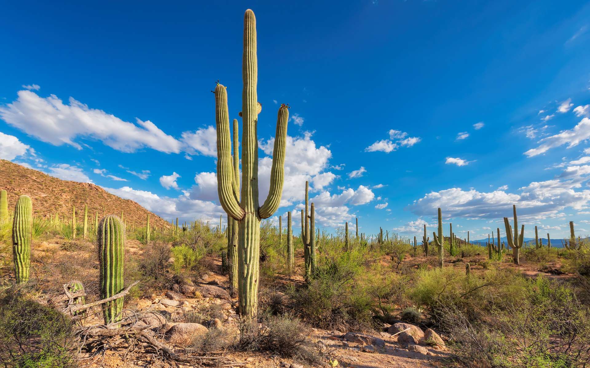 La météo du désert américain devient tellement extrême que même les cactus disparaissent