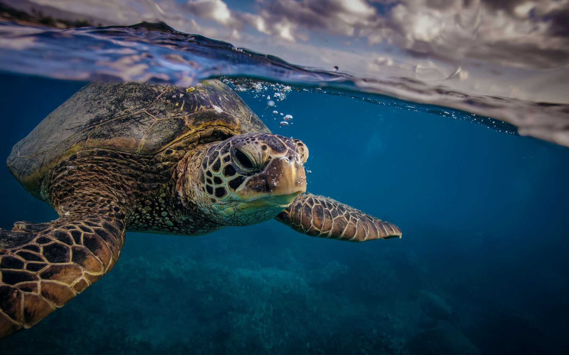 Les tortues ont un GPS intégré... et la science vient enfin de le prouver !