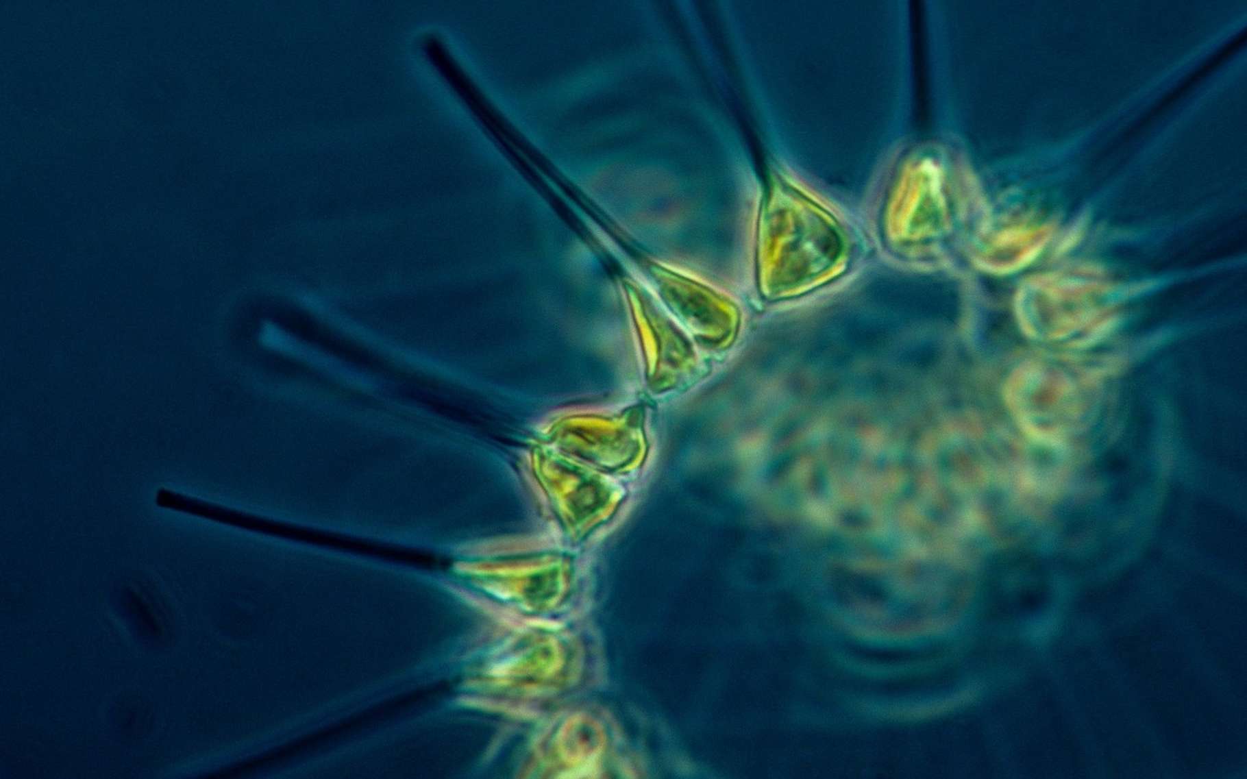 Pour les chercheurs du Massachusetts Institute of Technology (MIT – États-Unis), la situation est claire : la productivité du phytoplancton décline. Et ce n’est pas une bonne nouvelle pour la chaîne alimentaire. © FotoshopTofs, Pixabay License