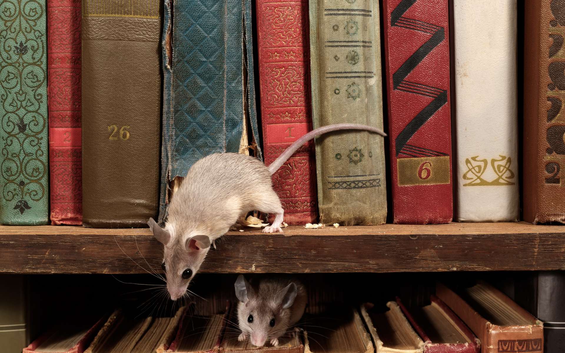 Ces souris montrent que l'évolution est prévisible