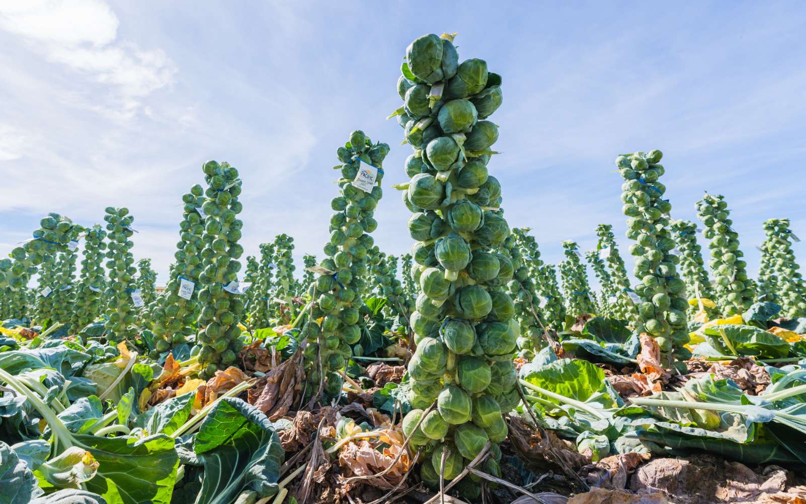 Ce légume délaissé pourrait vous aider à perdre du poids plus facilement