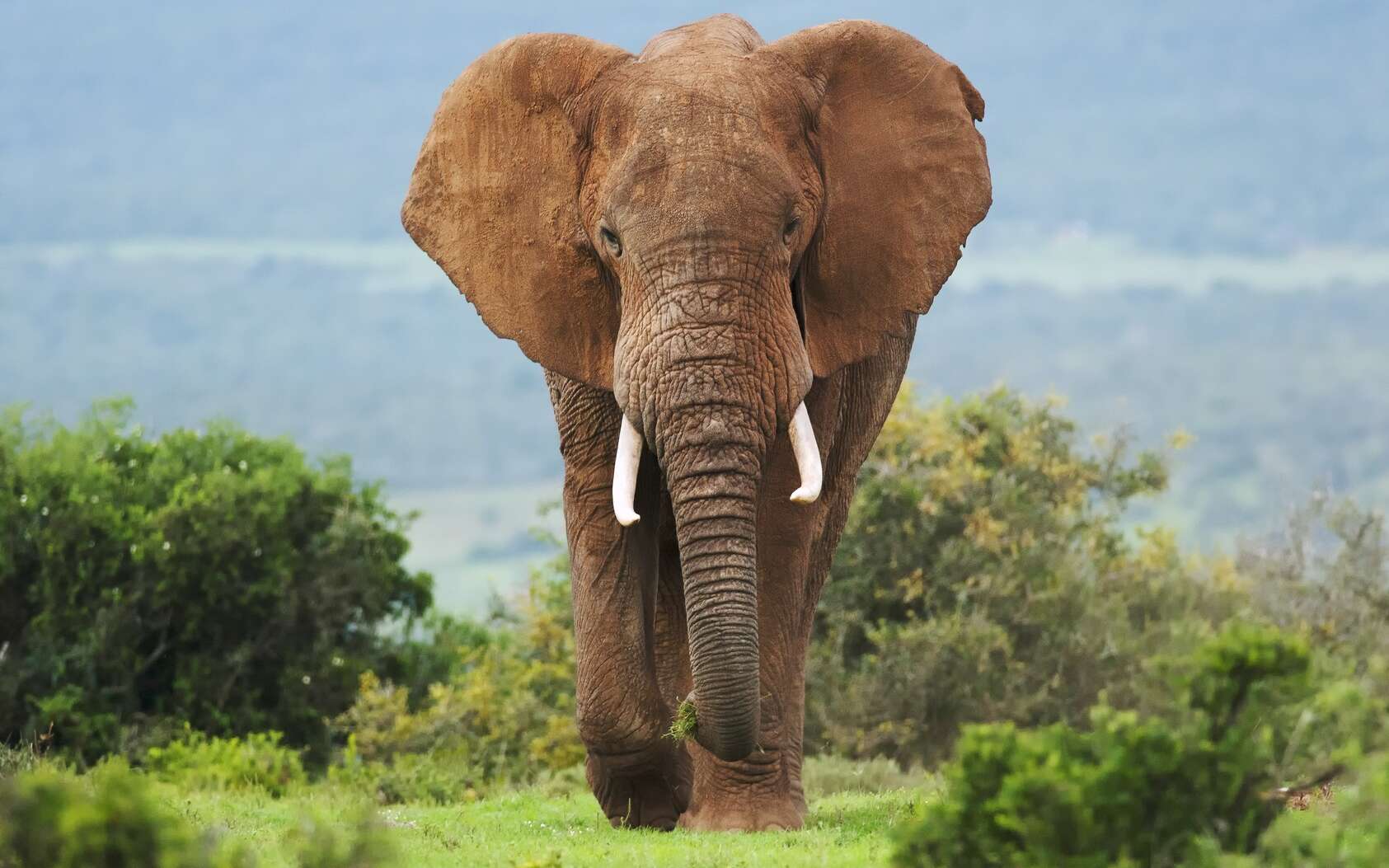 Espérance De Vie D Un éléphant Cancer : les éléphants préservés grâce à un gène zombie