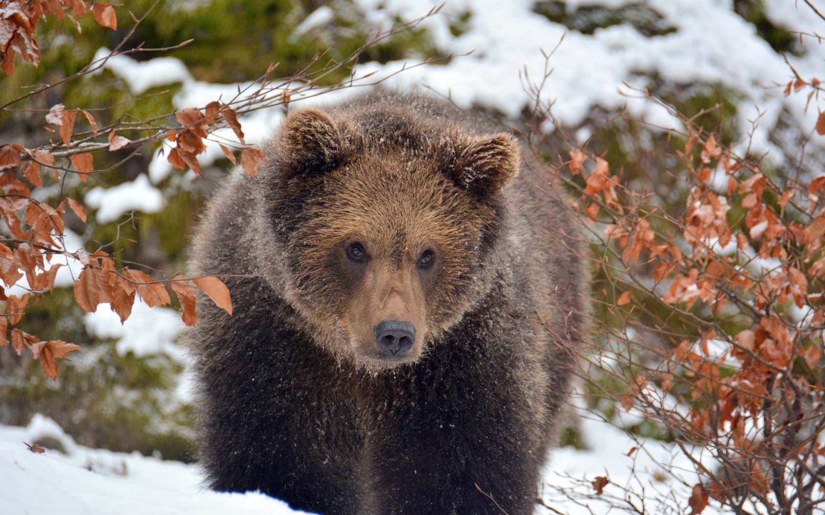 Hivernation Et Hibernation Quelles Différences