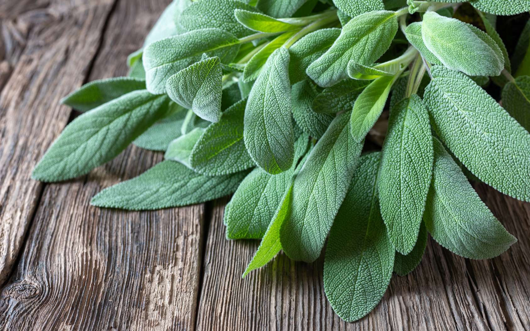 ¿Cuáles son los beneficios de la salvia oficinal?