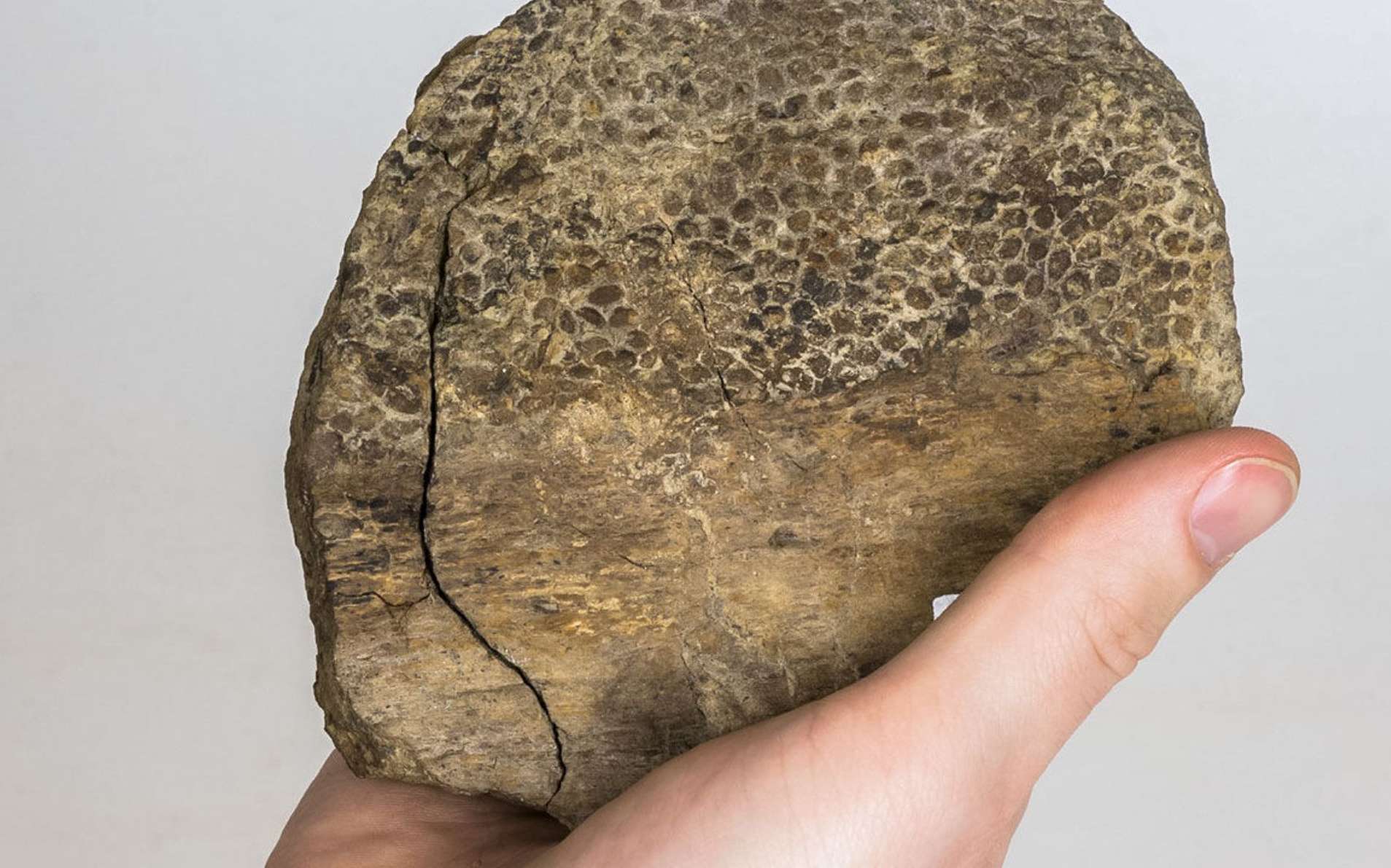 Le seul fossile de peau de T-Rex connu, celui de Wyrex. © Amanda Kelley