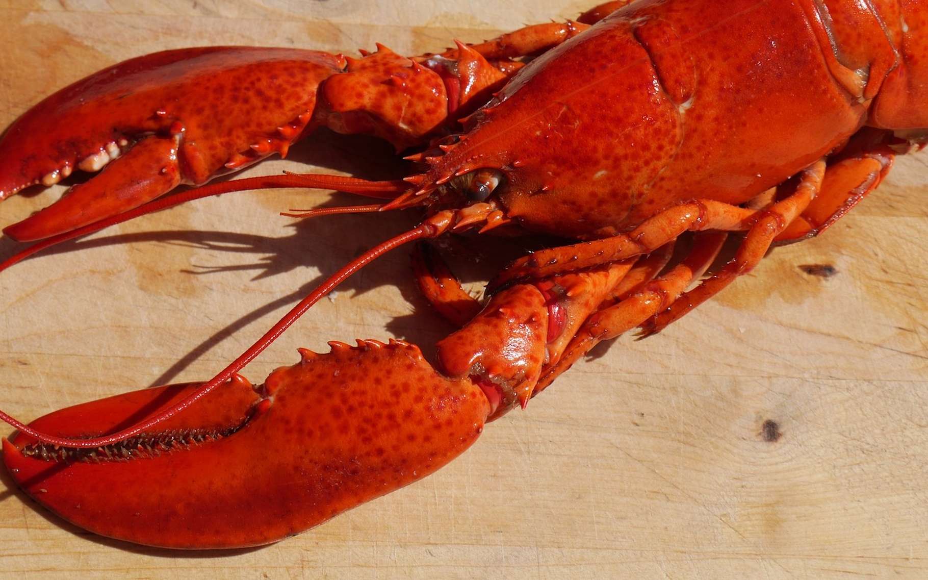 Le homard se différencie de la langouste, notamment par ses pinces épaisses et sa carapace lisse. © ndermello, Pixabay, CC0 Public Domain