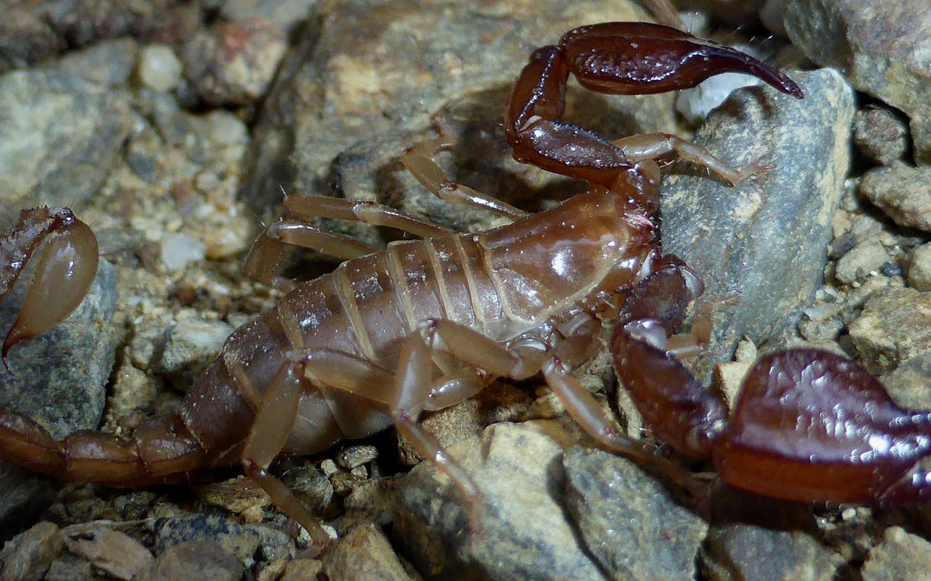 quand un scorpion rencontre un poisson