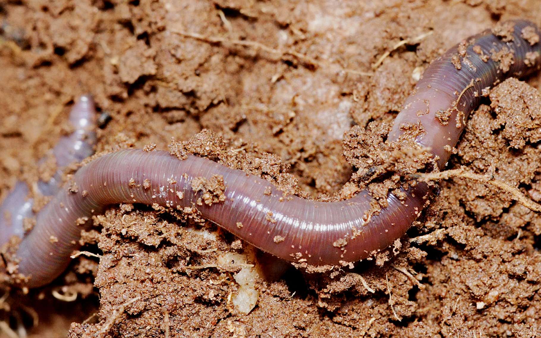 Le ver de terre, allié du jardin | Dossier