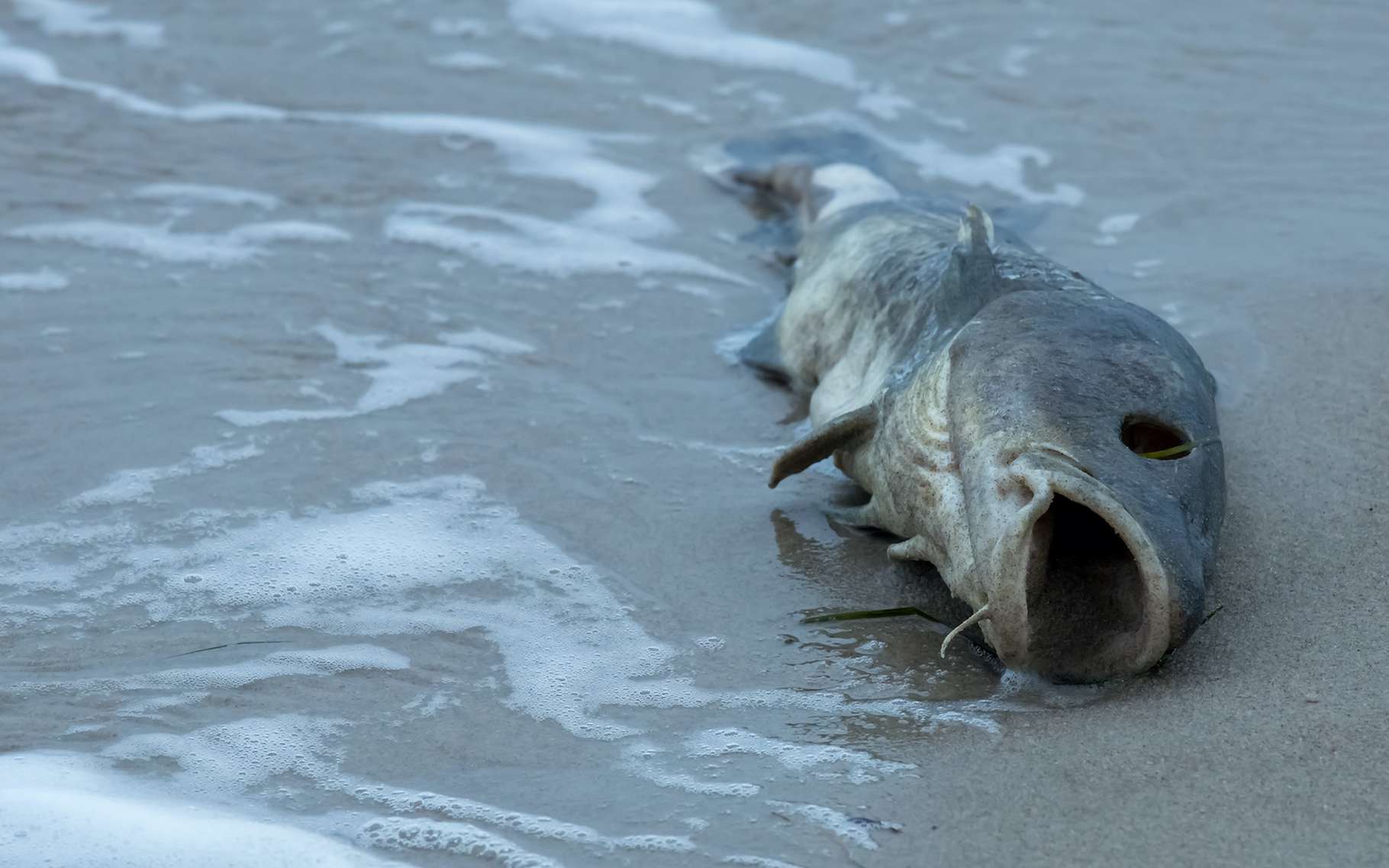 Alle componenten van de Great Mass Extinction zijn nu op hun plaats, zoals 250 miljoen jaar geleden!