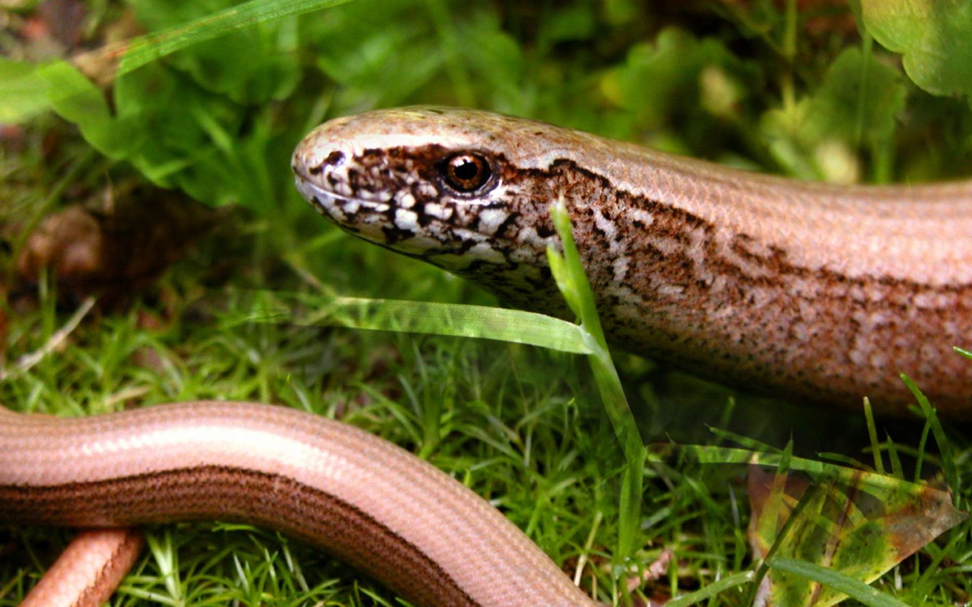 Étrangeté du vivant : des amphibiens serpentiformes qui allaitent leurs petits ÿ?