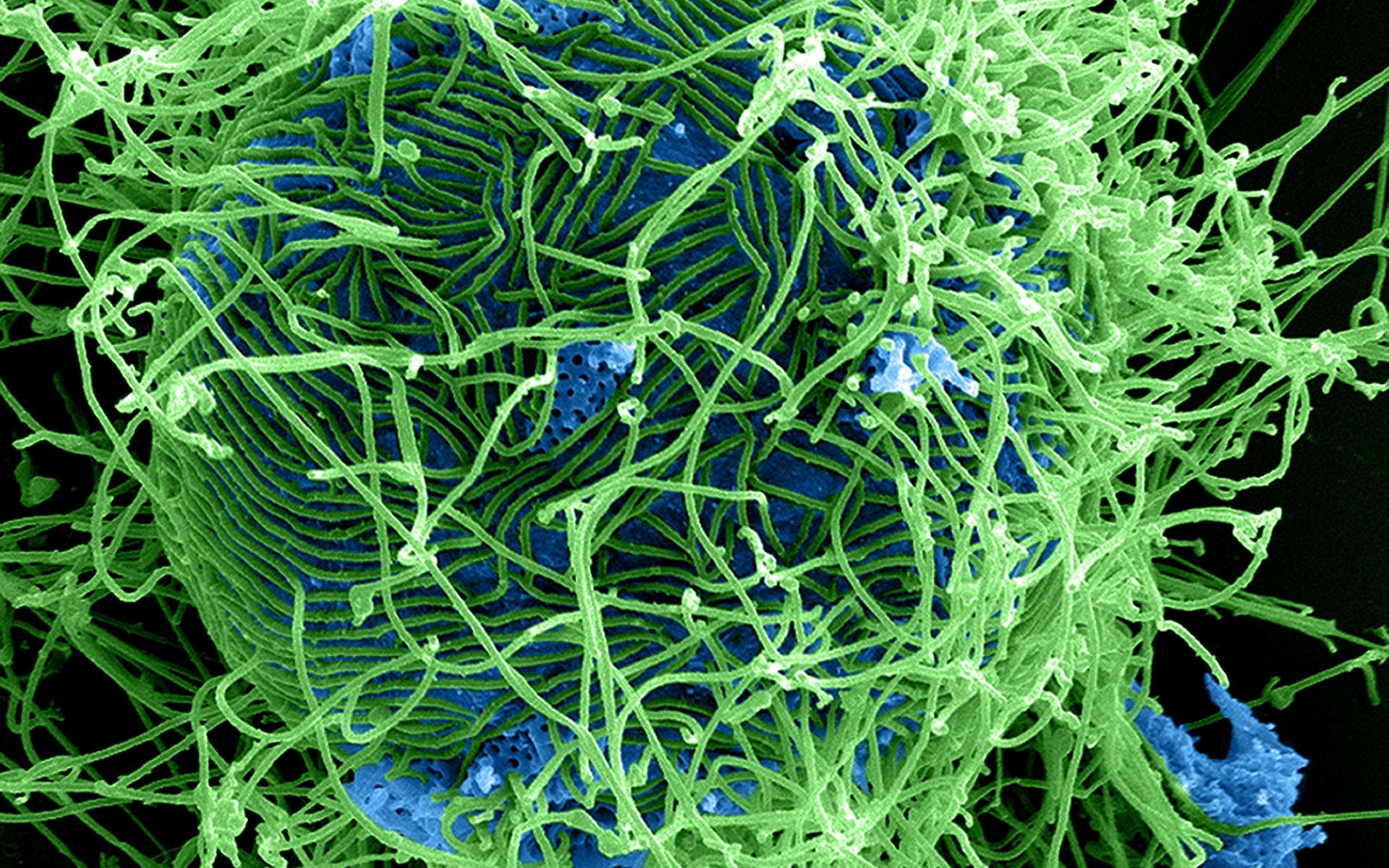 Le virus Ebola (en vert) infectant des cellules (zoom ×25.000). © NIAID, Flickr, CC By-2.0