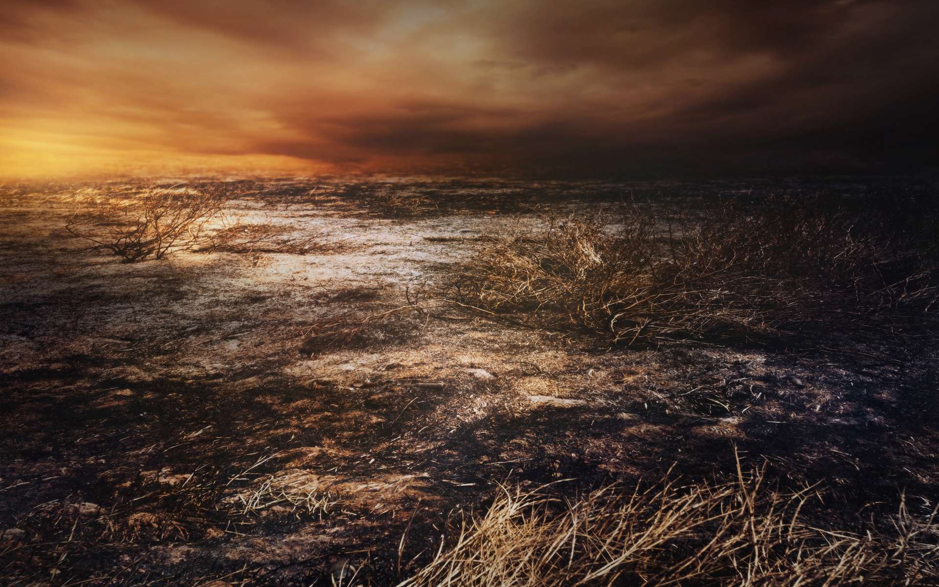 La multiplication des feux de forêt met la planète — et surtout, ceux qui y vivent — en danger. Tout comme la pollution sonore et les perturbations dans les cycles de vie provoquées par le réchauffement climatique. © chokchaipoo, Adobe Stock