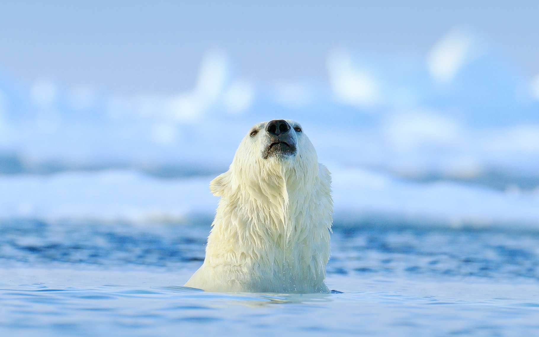 Des chercheurs montrent que l’Arctique a perdu, ces vingt dernières années, quelque 4.700 milliards de tonnes de glace. © ondrejprosicky, Adobe Stock