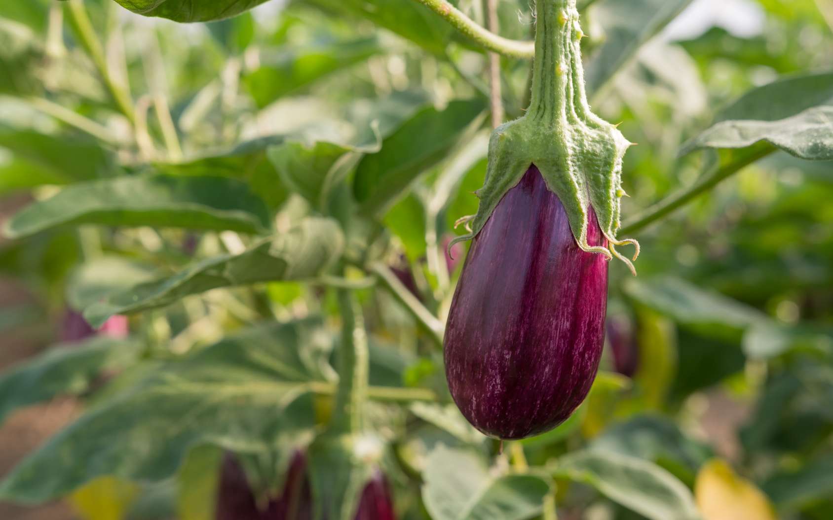 Culture De L'aubergine : Plantation, Entretien Et Récolte