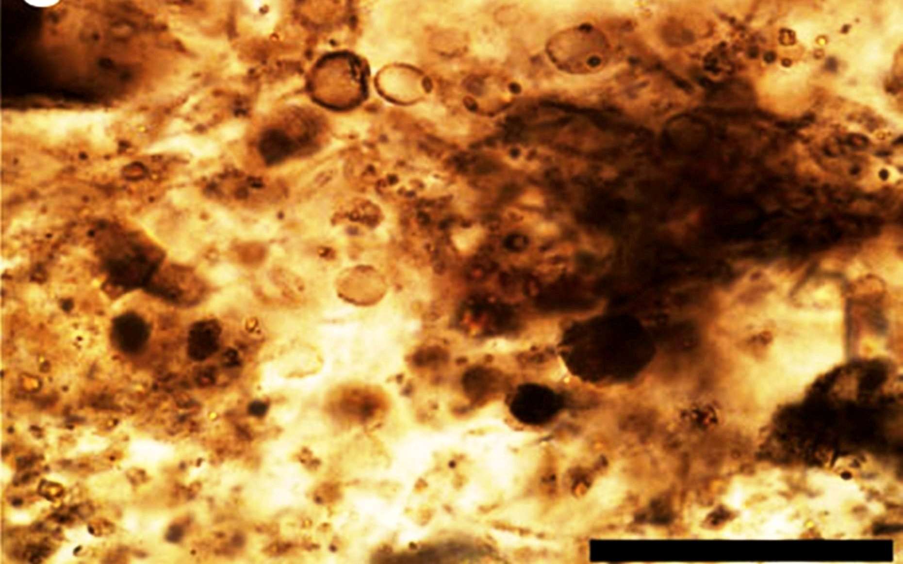 Cette lame mince provenant d'une roche de la formation de Gunflint contient plusieurs microfossiles. À l'intérieur, des fragments de protéines... La barre noire correspond à une échelle de 50 microns. © Nature
