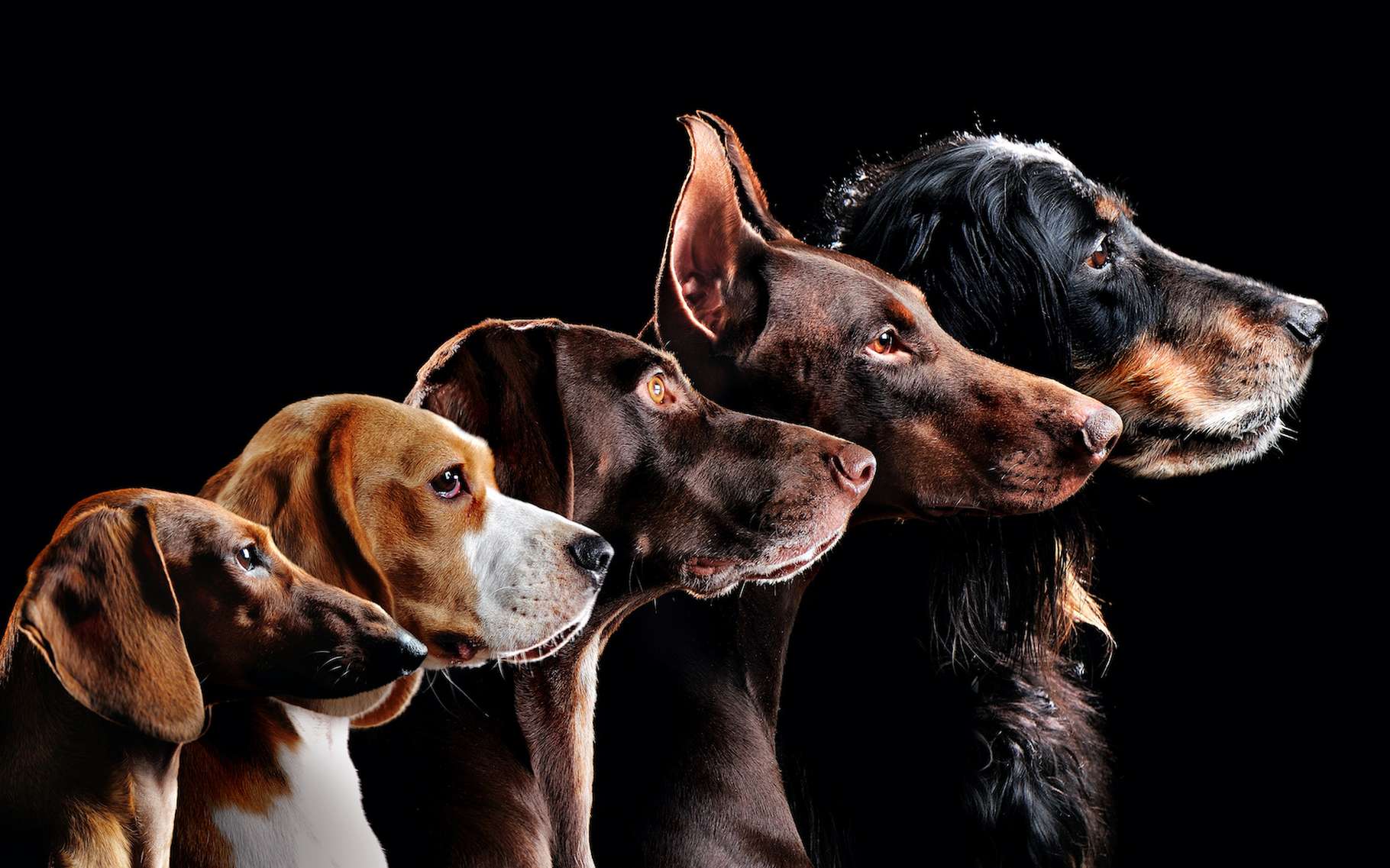 Des chercheurs de l’université de Californie (États-Unis) montrent un niveau élevé de consanguinité chez les chiens. Un niveau qui met leur santé en danger. © iagodina, Adobe Stock