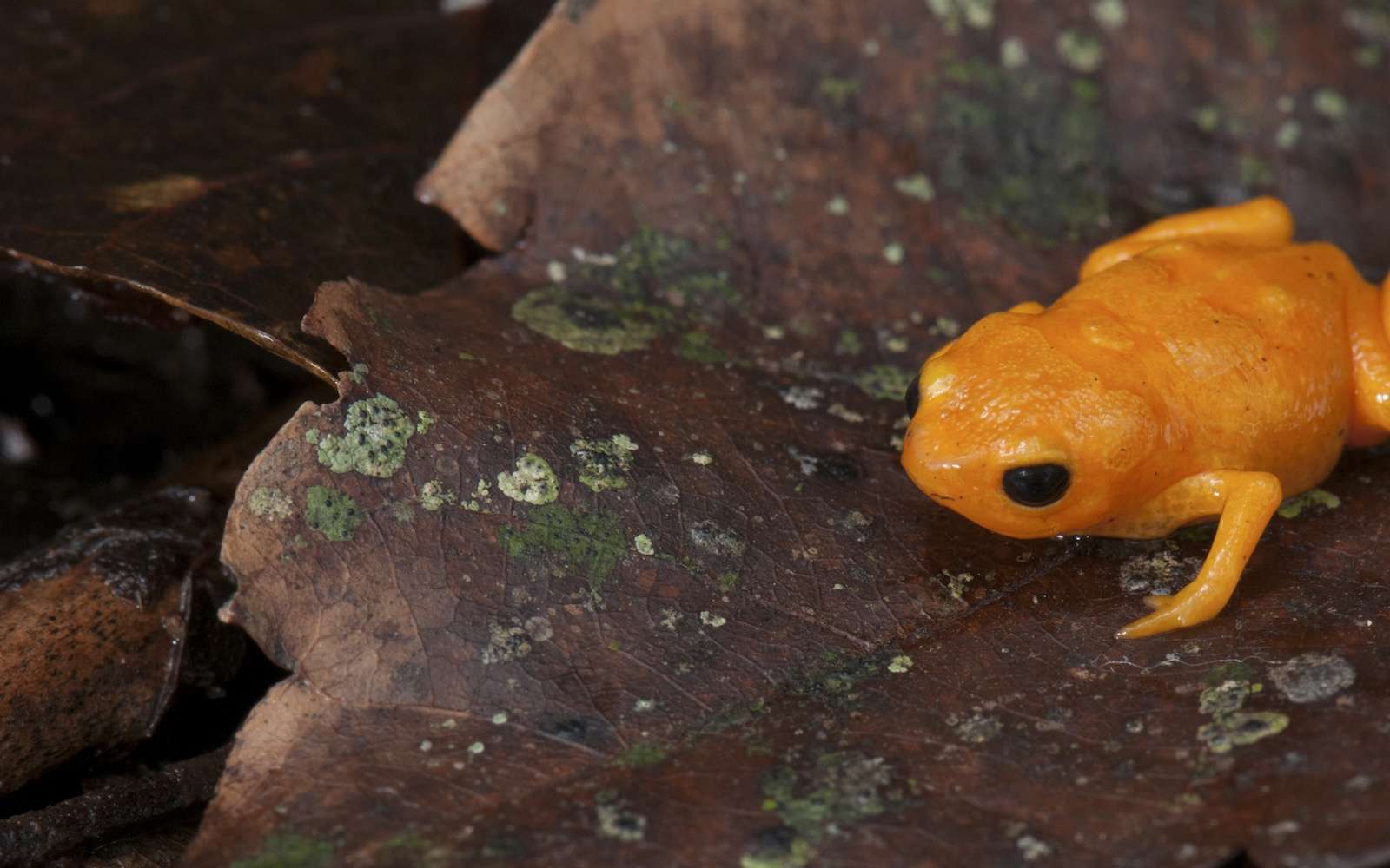 Un étonnant crapaud au squelette fluorescent