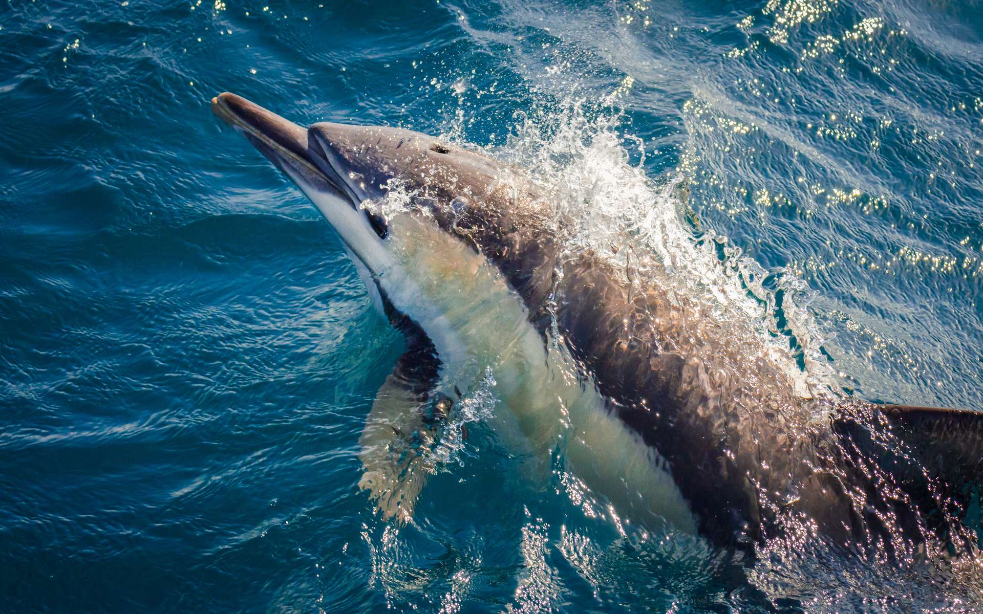 75 % de réduction des captures de dauphins : une victoire temporaire ou un coup de bluff ?