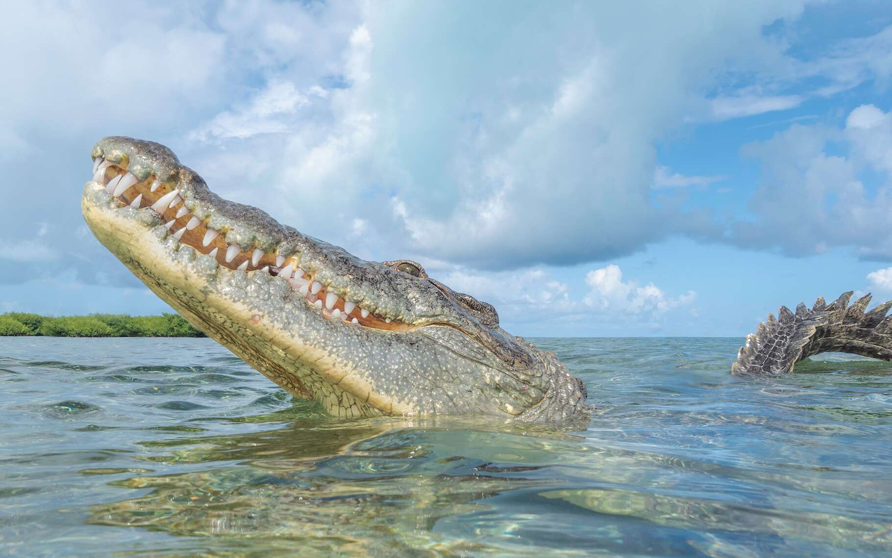 Un crocodile femelle isolée depuis 16 ans a pondu des oeufs