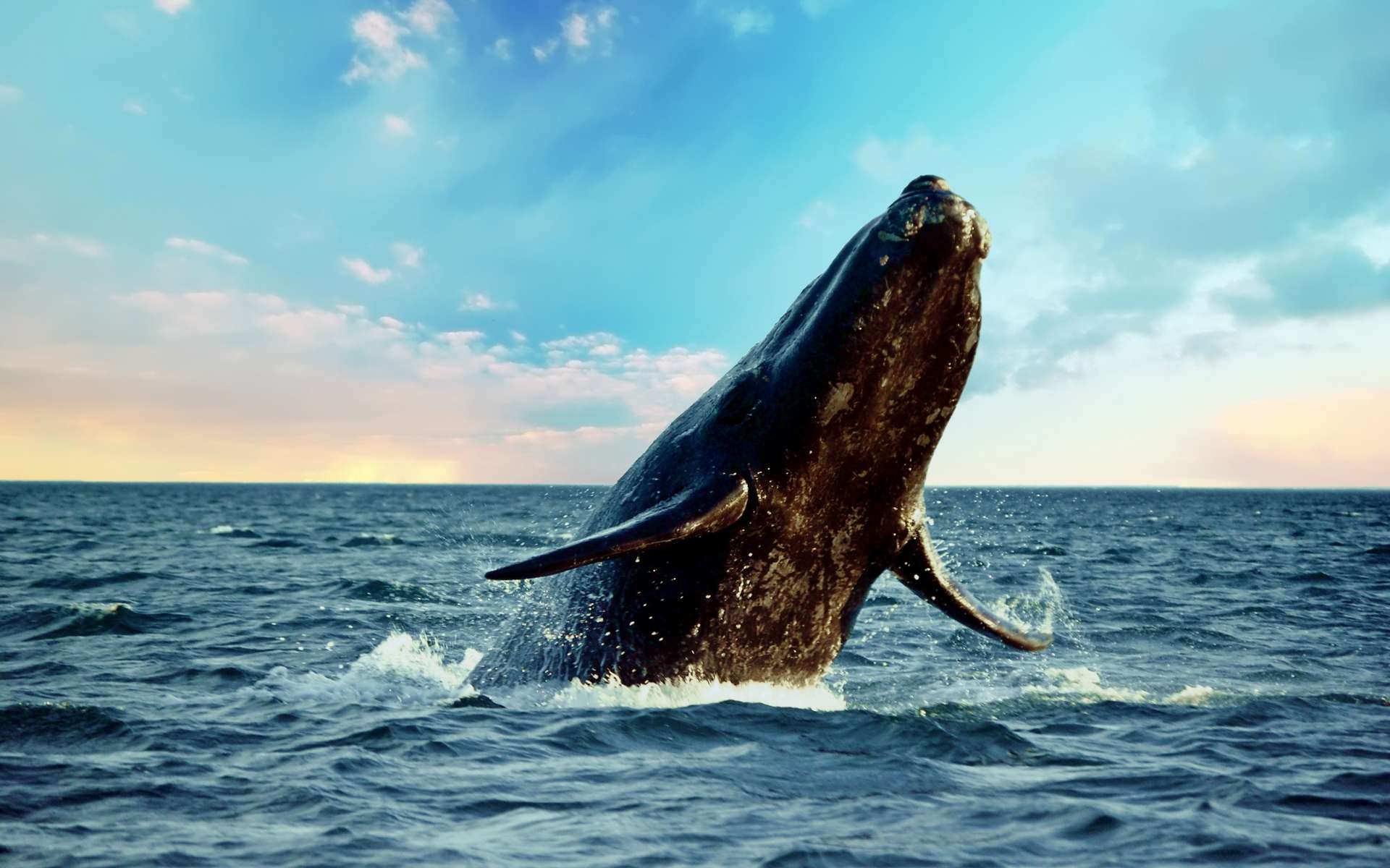 Cette baleine défie les distances et bat deux records : les scientifiques n'en reviennent pas