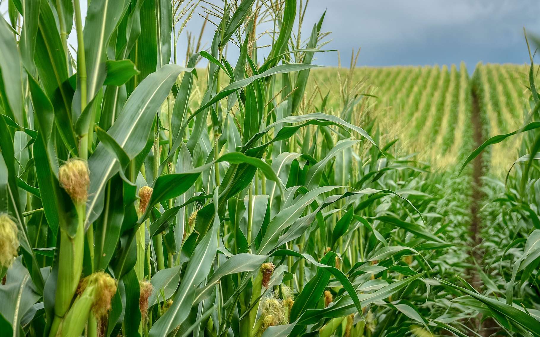 D'ici la fin du siècle, les cultures de maïs devraient s'effondrer dans le monde tandis que celles de blé vont progresser. © kyrychukvitaliy, Adobe Stock