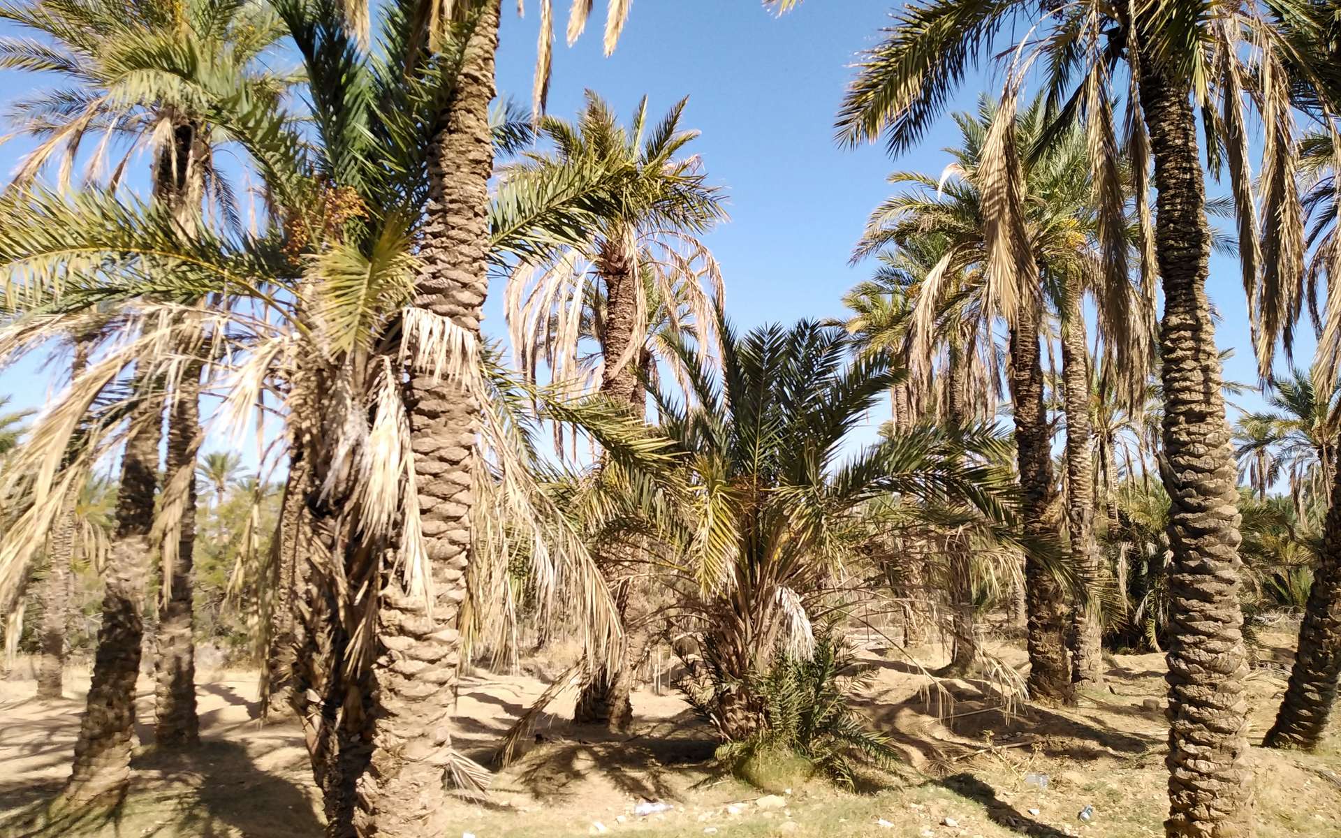 Au Maroc : le réchauffement climatique menace des oasis ancestrales de disparition