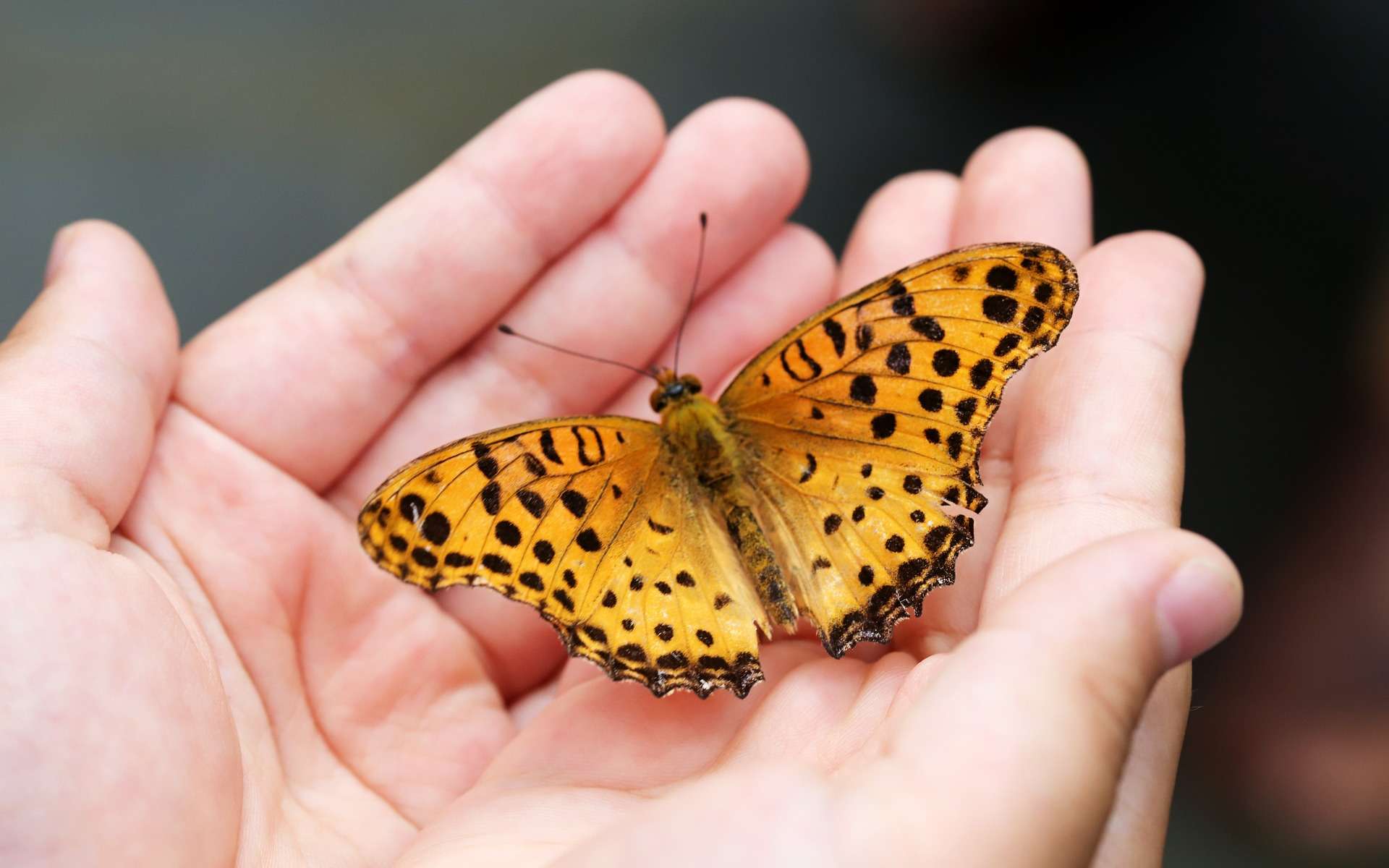 La COP15 s'attaque aux 5 causes de l'érosion de la biodiversité